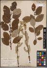 Foto von Salix caprea L.